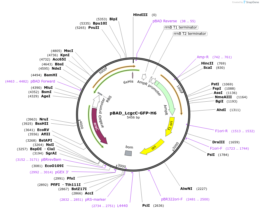 245528-plasmid-map-sequence-id-492803