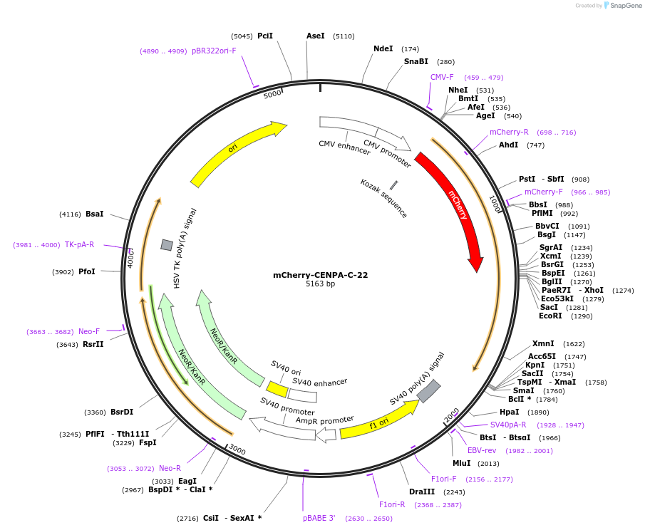 55015-plasmid-map-sequence-id-492811