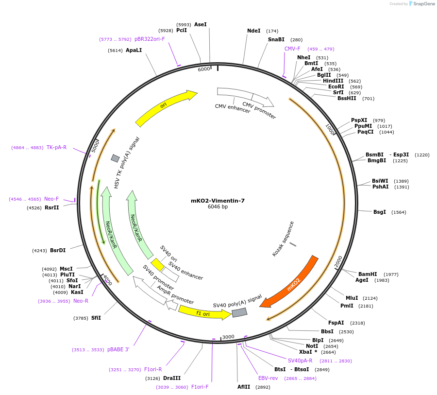 57905-plasmid-map-sequence-id-492857