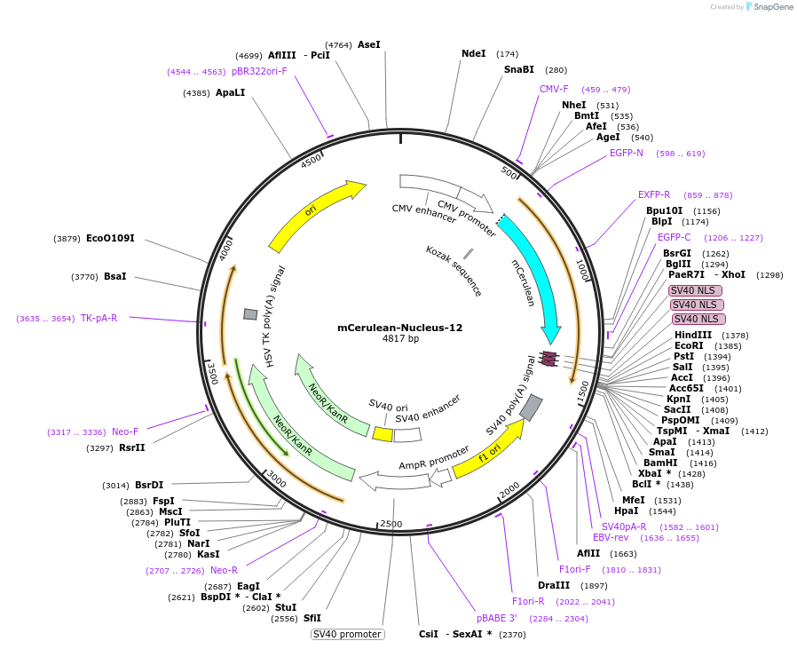 54556-plasmid-map-sequence-id-492859