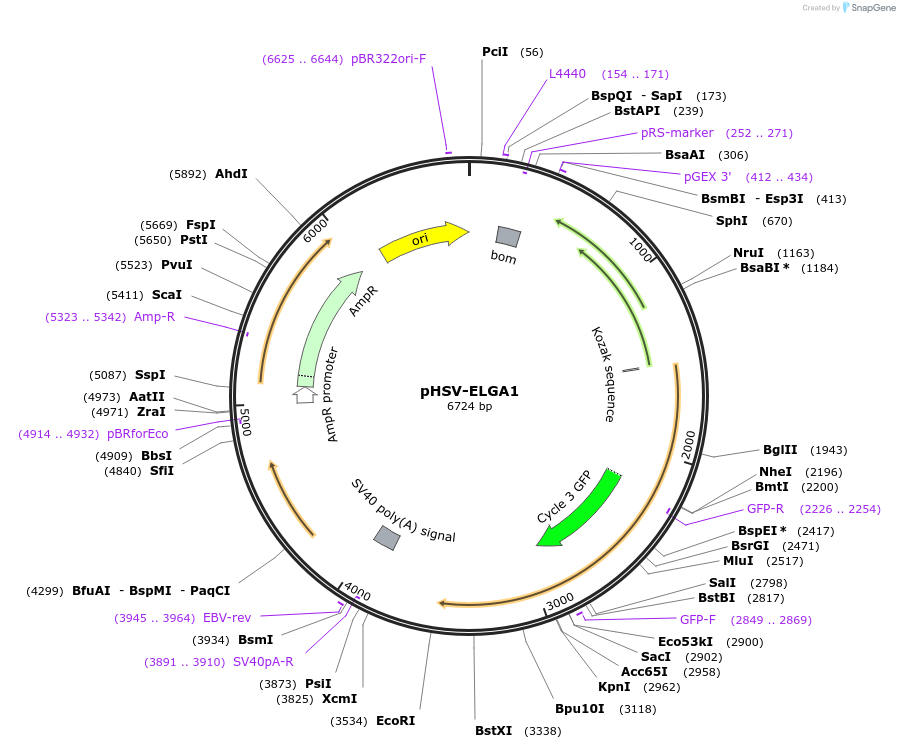246926-plasmid-map-sequence-id-492862
