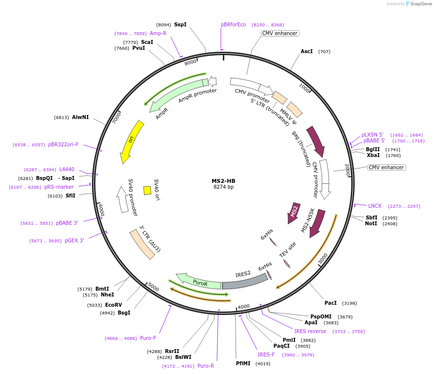 35573-plasmid-map-sequence-id-492864