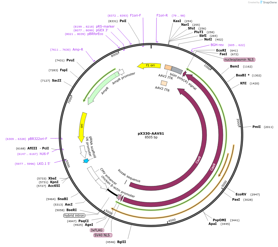 247356-plasmid-map-sequence-id-492882