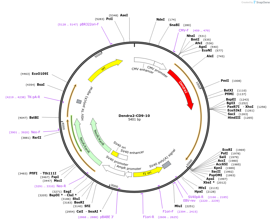 57705-plasmid-map-sequence-id-492892