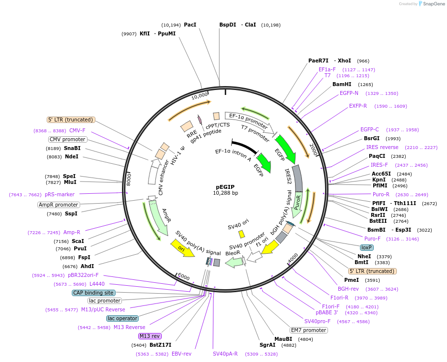 26777-plasmid-map-sequence-id-492910