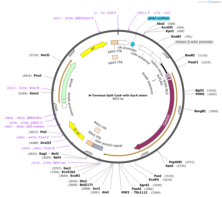 58693-plasmid-map-sequence-id-492918