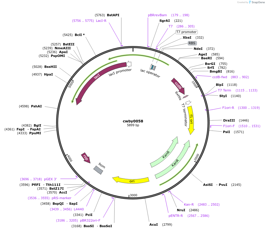 247408-plasmid-map-sequence-id-492932