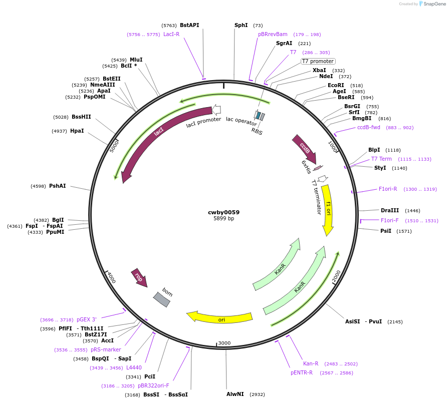 247409-plasmid-map-sequence-id-492933