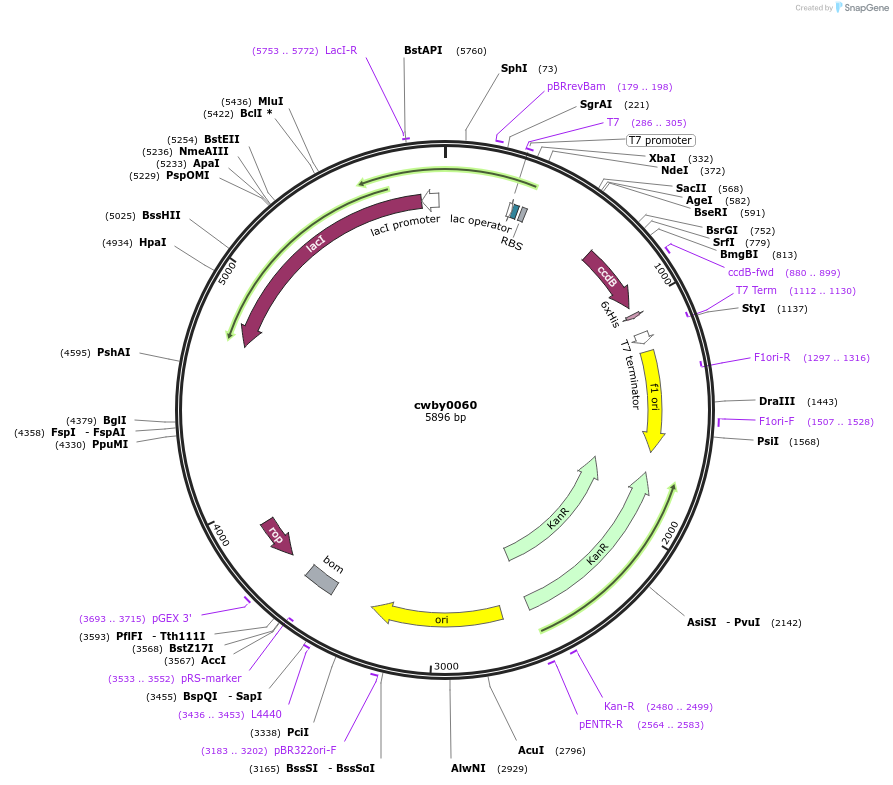 247410-plasmid-map-sequence-id-492935