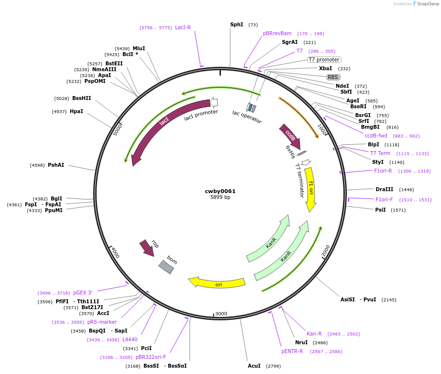247411-plasmid-map-sequence-id-492936