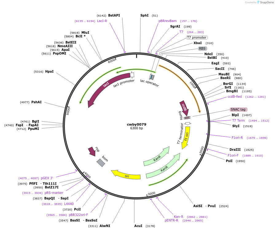 247429-plasmid-map-sequence-id-492949