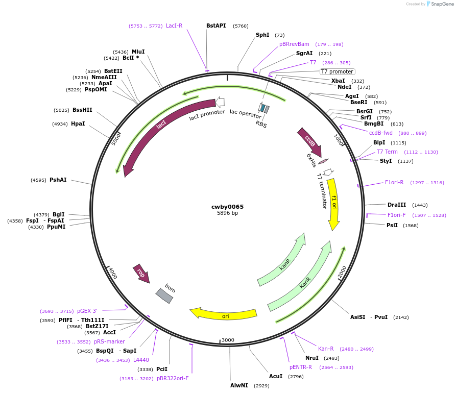 247415-plasmid-map-sequence-id-492952