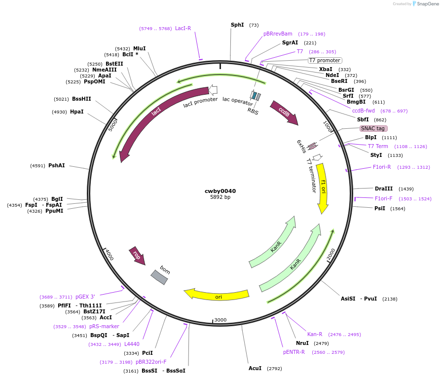 247390-plasmid-map-sequence-id-492954