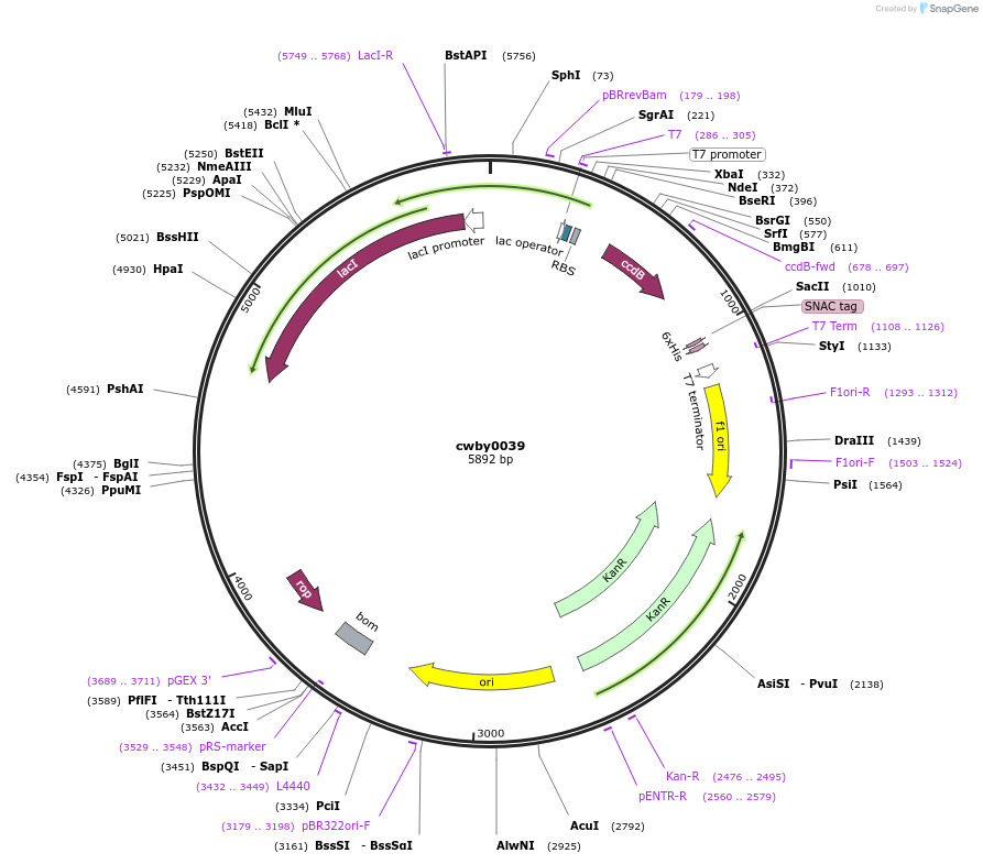 247389-plasmid-map-sequence-id-492956