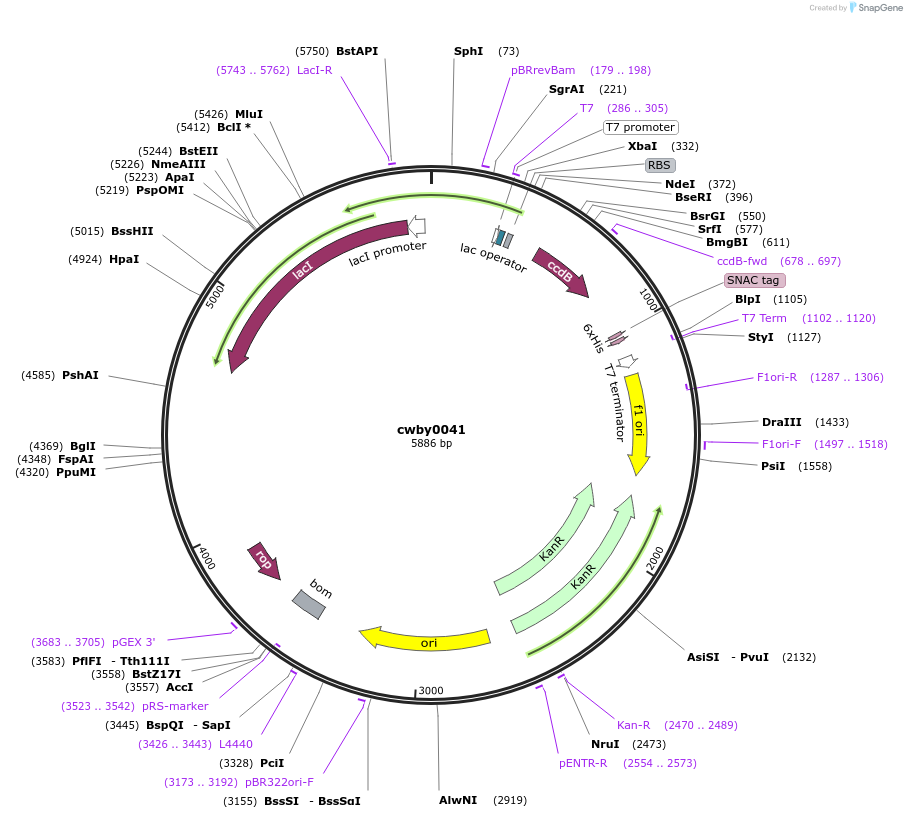 247391-plasmid-map-sequence-id-492958