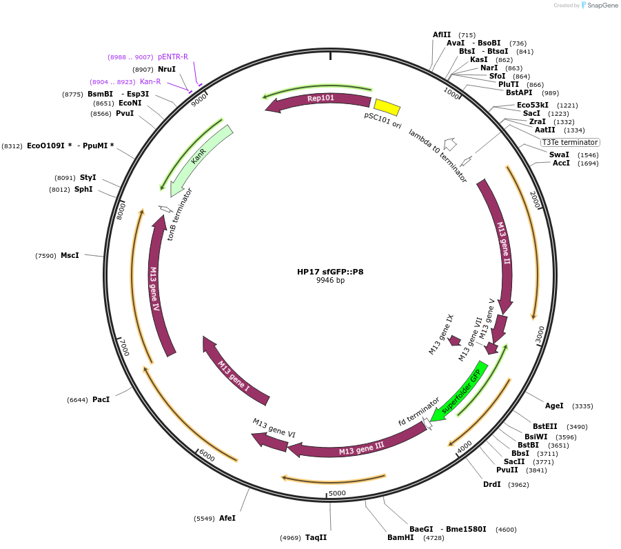 235448-plasmid-map-sequence-id-492977