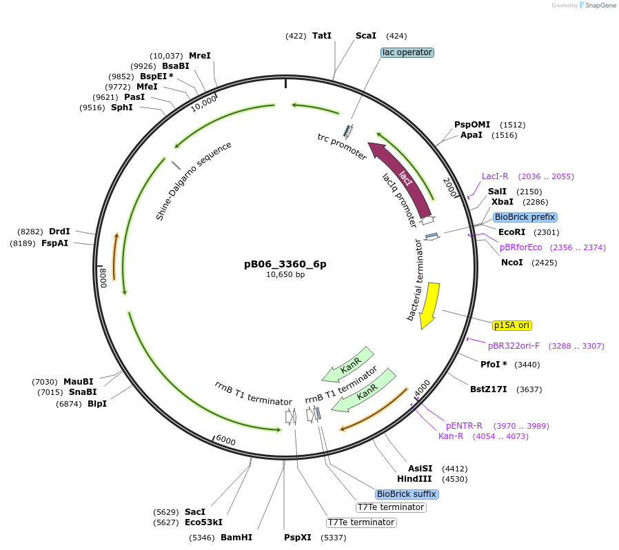 247311-plasmid-map-sequence-id-492979