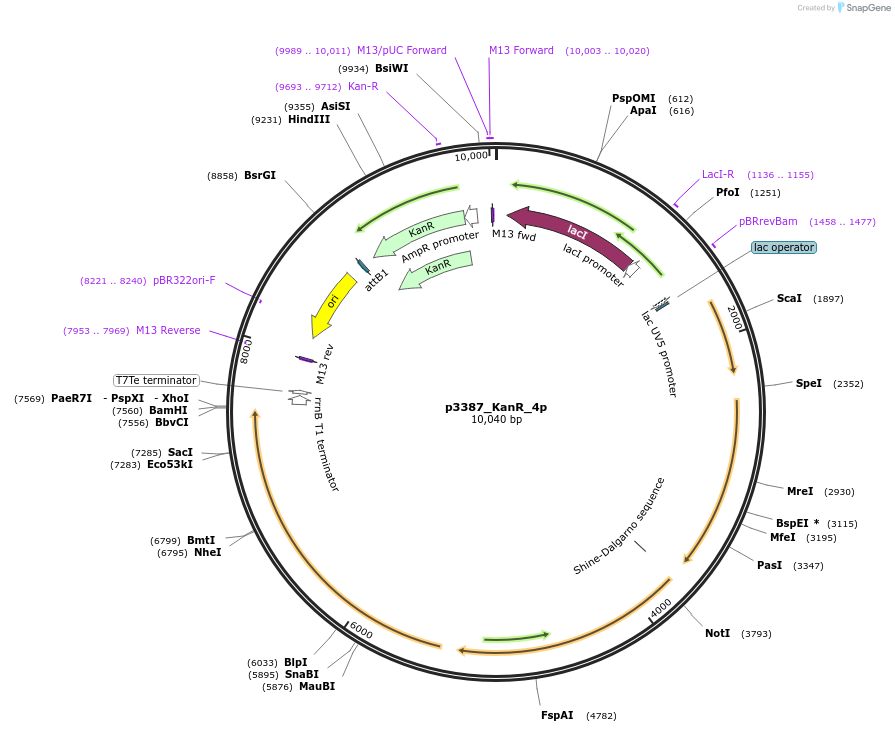 247310-plasmid-map-sequence-id-492981