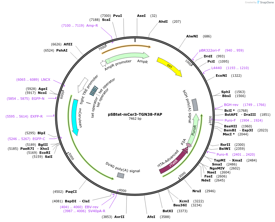 242994-plasmid-map-sequence-id-492996