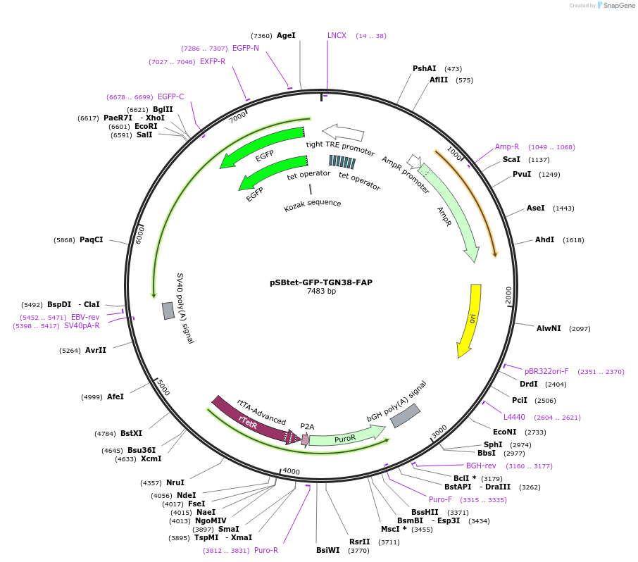 242993-plasmid-map-sequence-id-492997