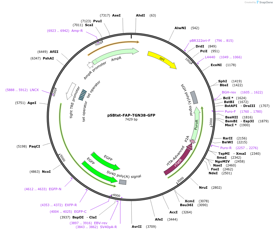 242992-plasmid-map-sequence-id-492998