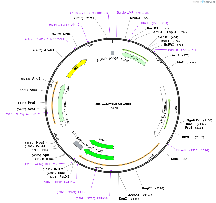 242990-plasmid-map-sequence-id-492999