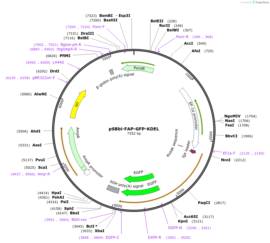 242991-plasmid-map-sequence-id-493000