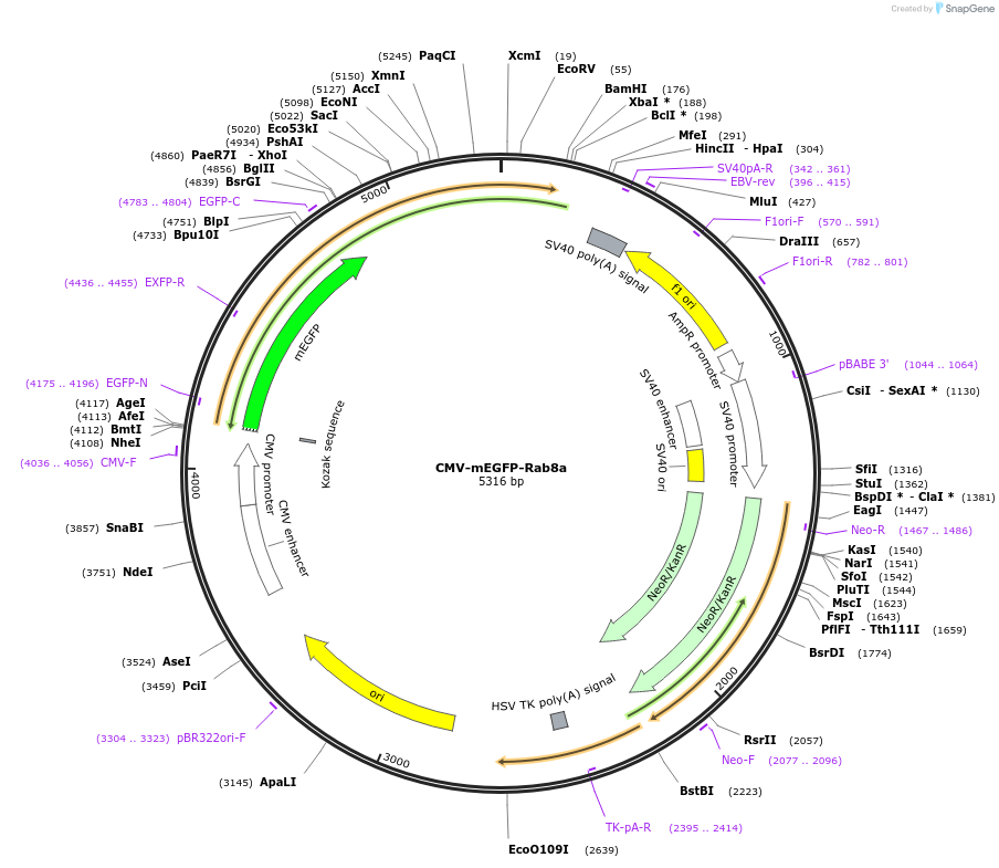 246270-plasmid-map-sequence-id-493001
