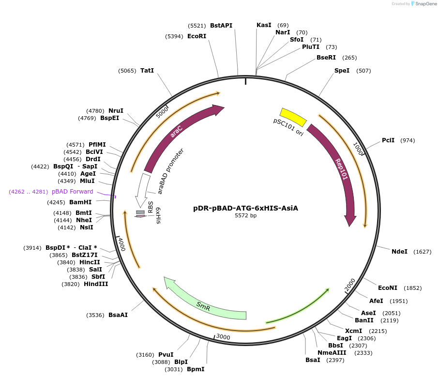 245835-plasmid-map-sequence-id-493006
