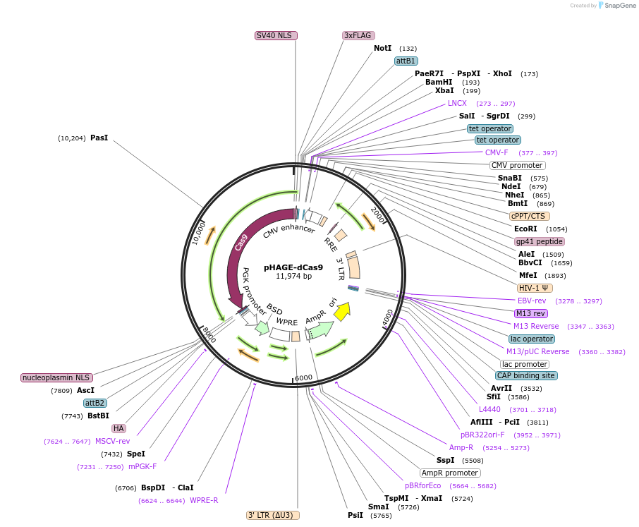248566-plasmid-map-sequence-id-493009