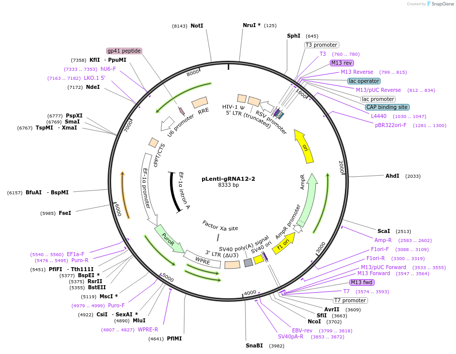 248539-plasmid-map-sequence-id-493015
