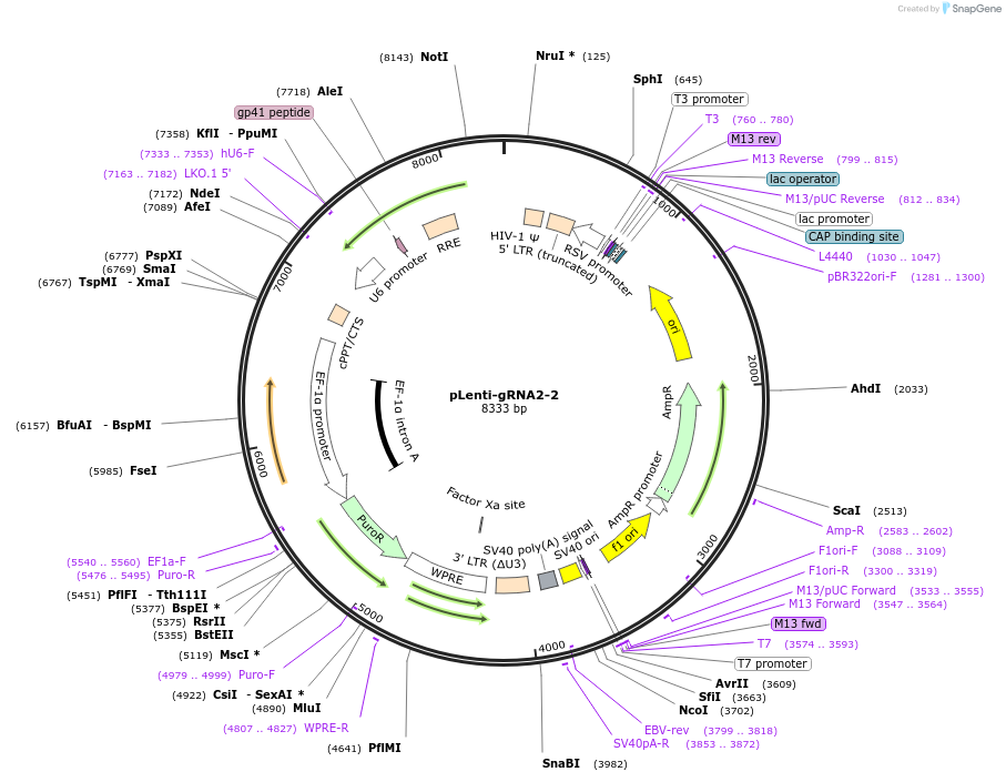 248524-plasmid-map-sequence-id-493020