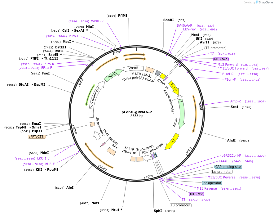 248529-plasmid-map-sequence-id-493023