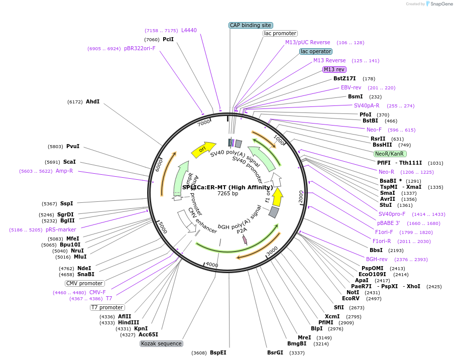 247995-plasmid-map-sequence-id-493025