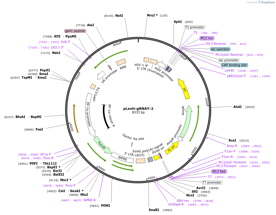 248554-plasmid-map-sequence-id-493029