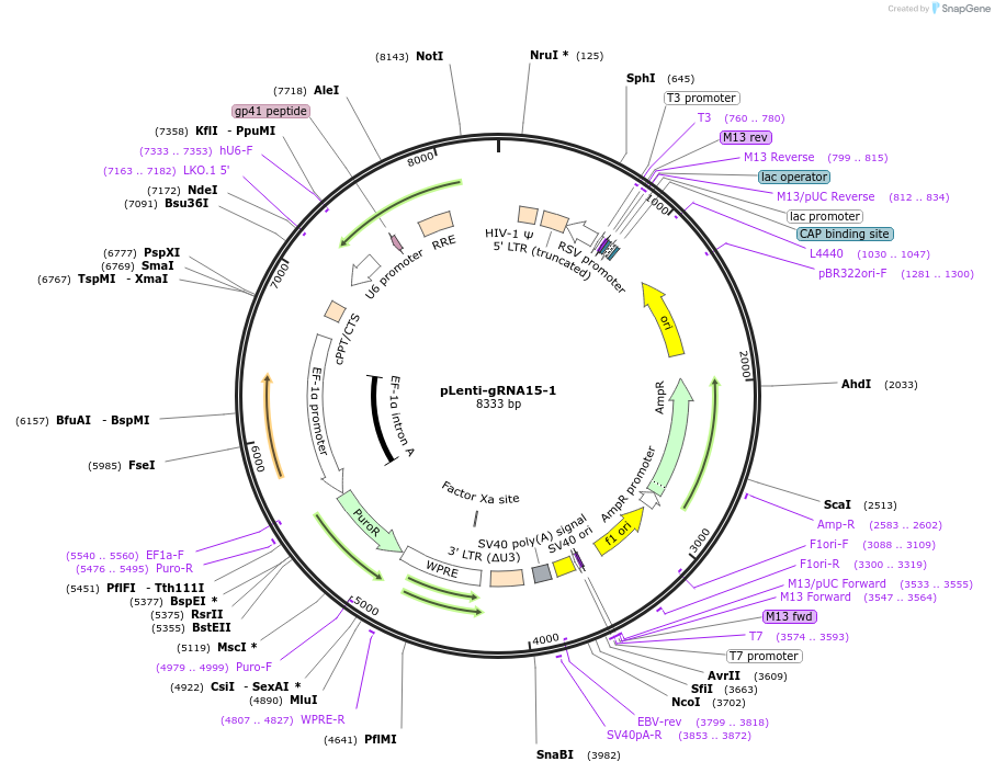 248543-plasmid-map-sequence-id-493038