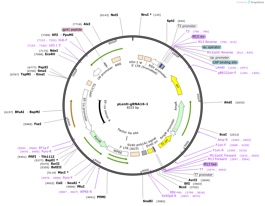 248544-plasmid-map-sequence-id-493039