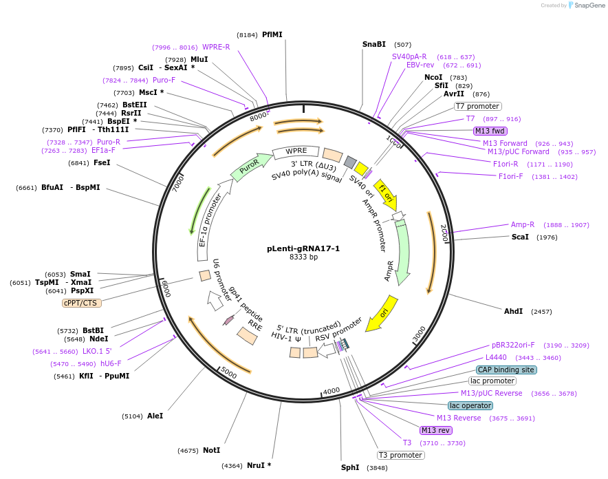 248545-plasmid-map-sequence-id-493040