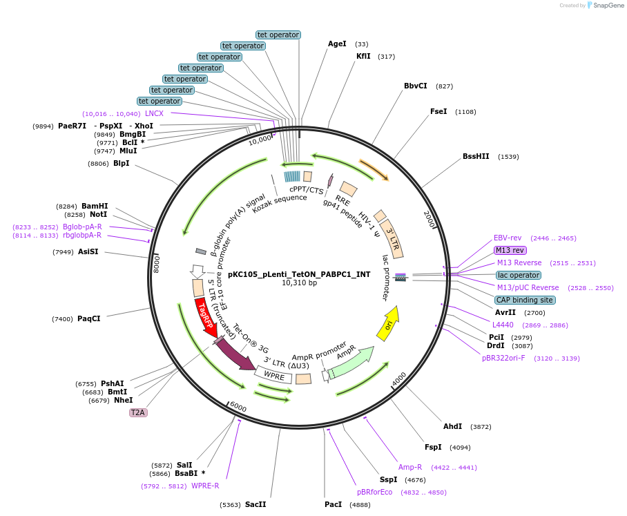 242110-plasmid-map-sequence-id-493071