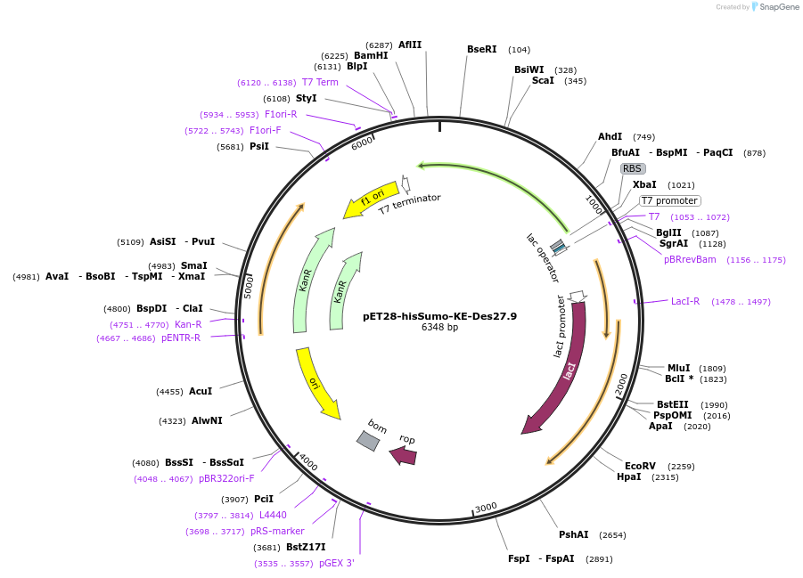 248004-plasmid-map-sequence-id-493093