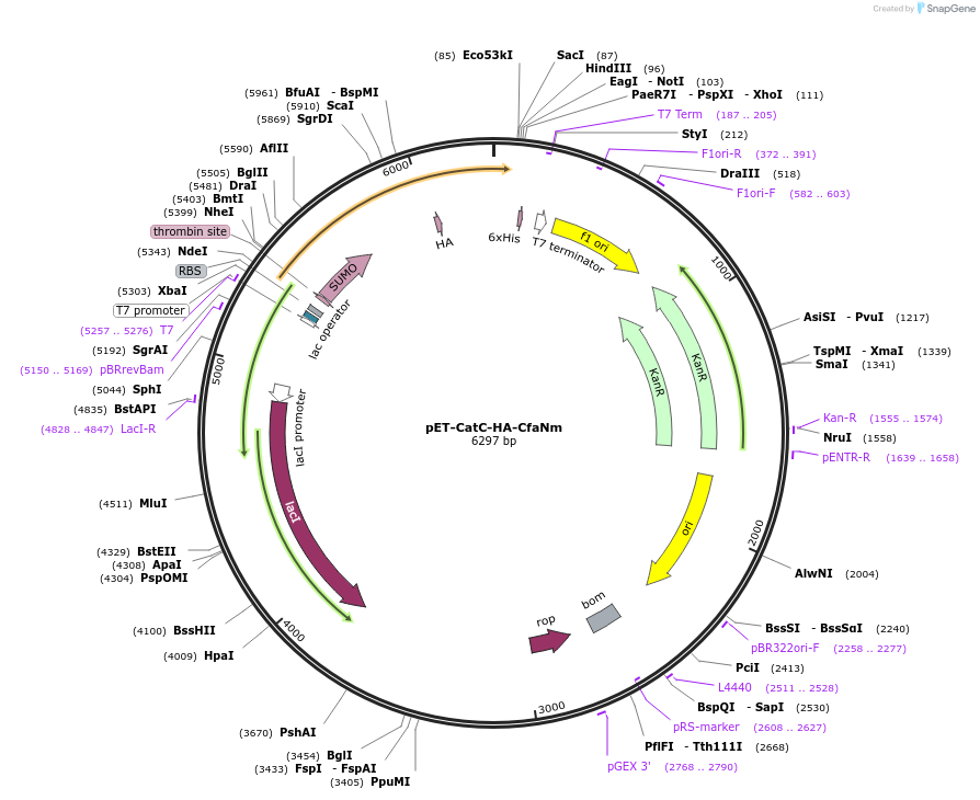 241424-plasmid-map-sequence-id-493095