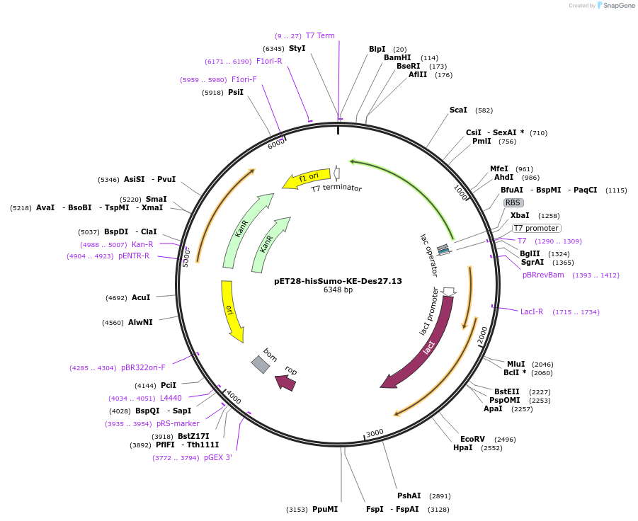 248008-plasmid-map-sequence-id-493096