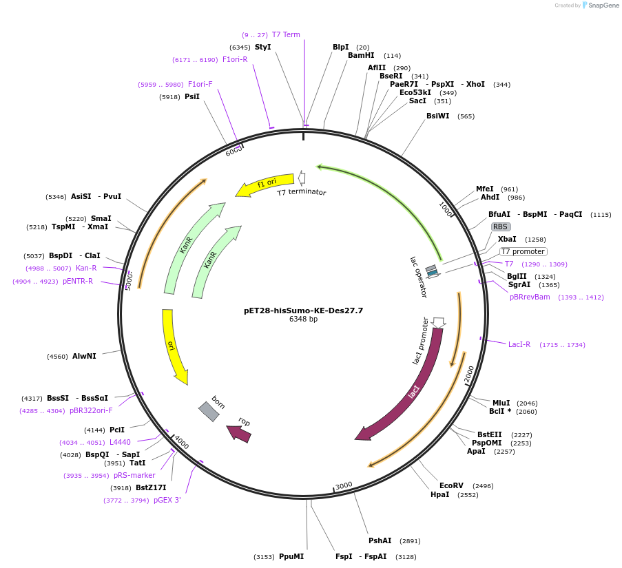 248003-plasmid-map-sequence-id-493101