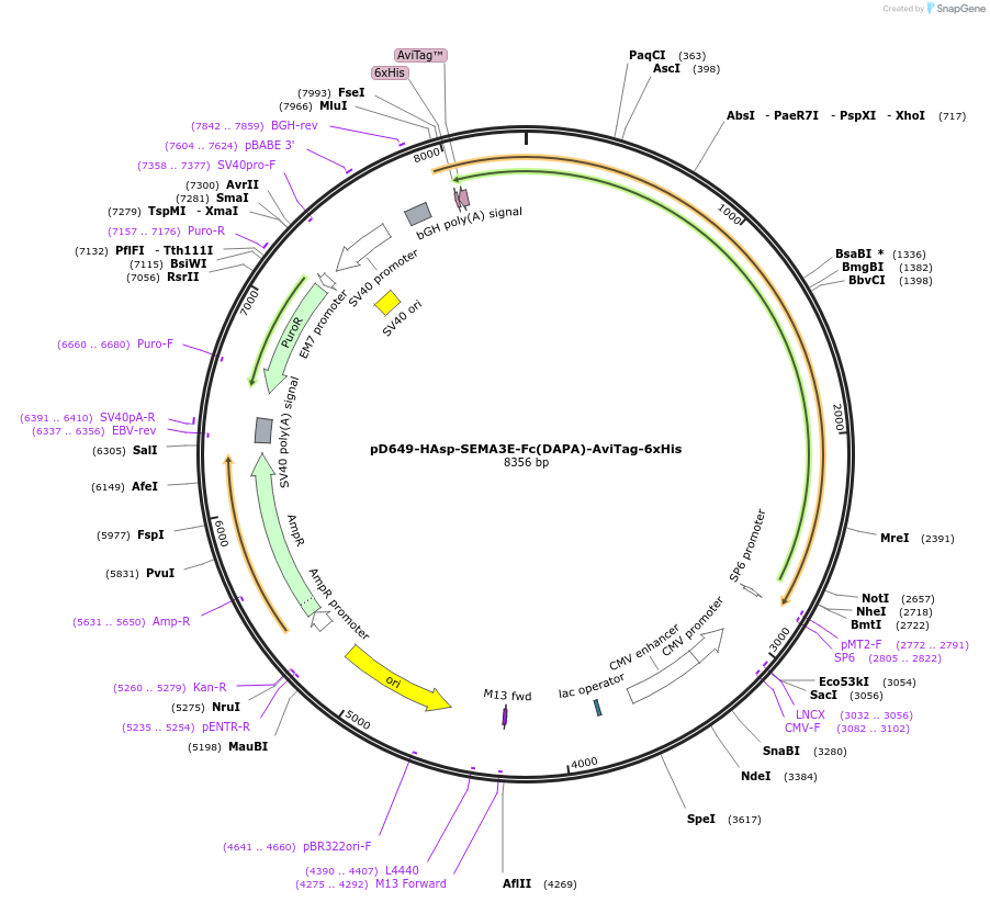 156970-plasmid-map-sequence-id-493102