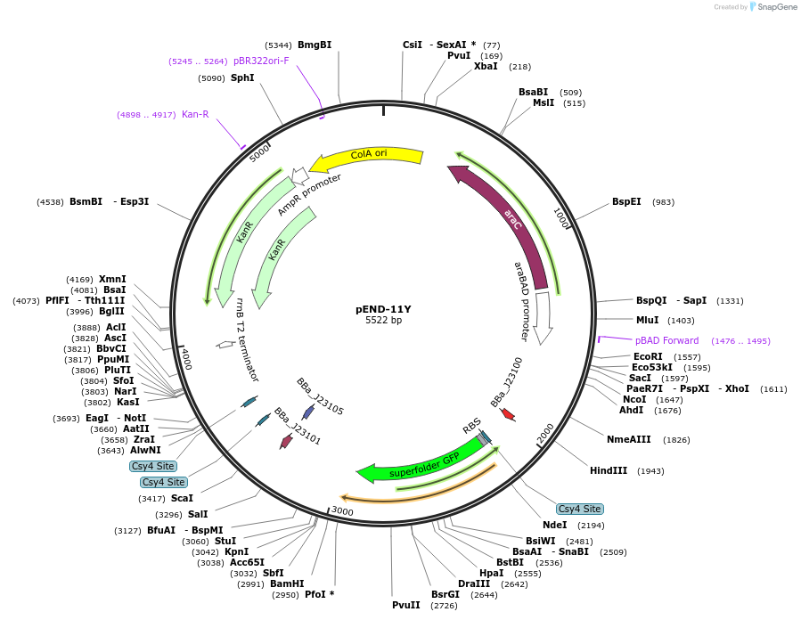 238999-plasmid-map-sequence-id-493103