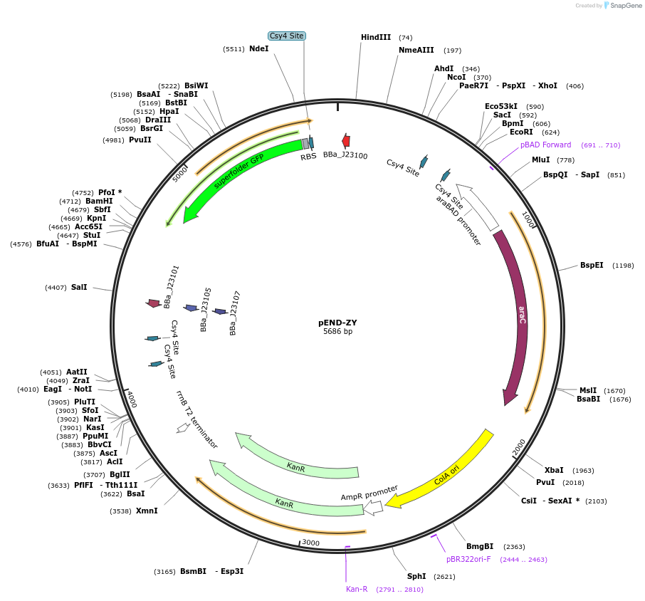 239002-plasmid-map-sequence-id-493104