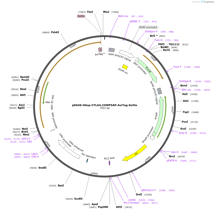 157074-plasmid-map-sequence-id-493105