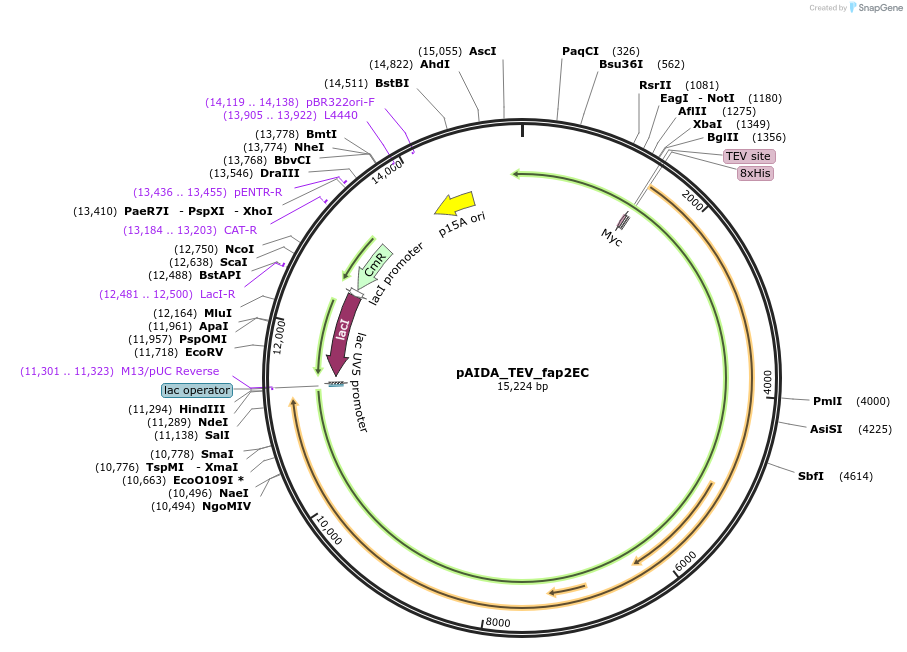 246866-plasmid-map-sequence-id-493107