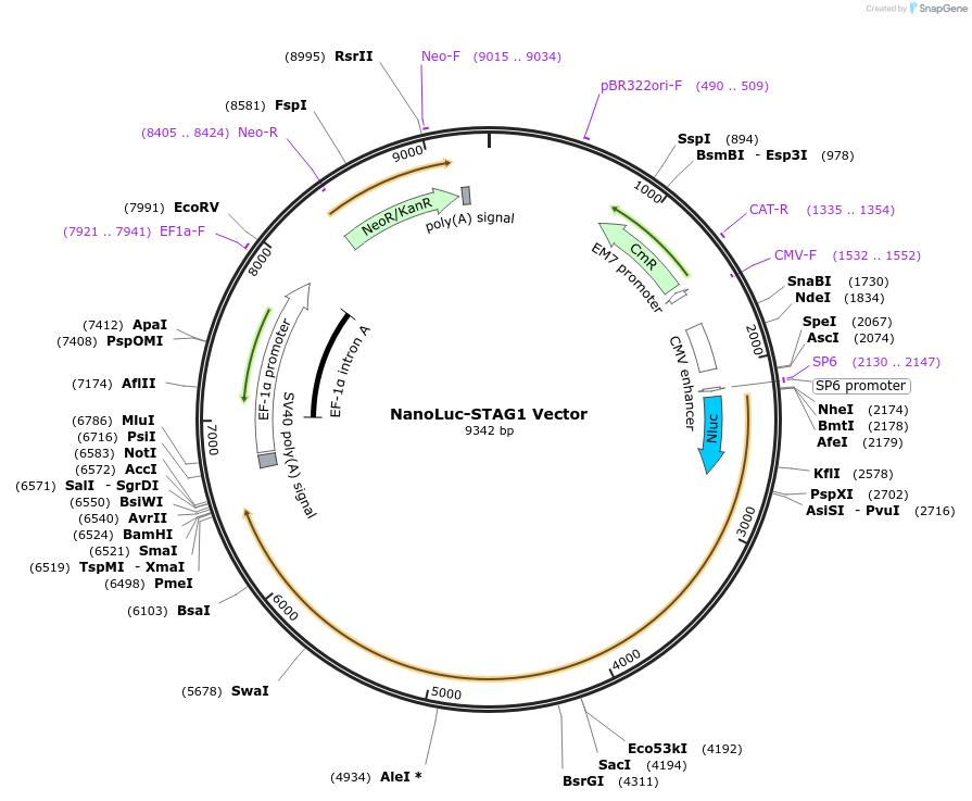 238687-plasmid-map-sequence-id-493210