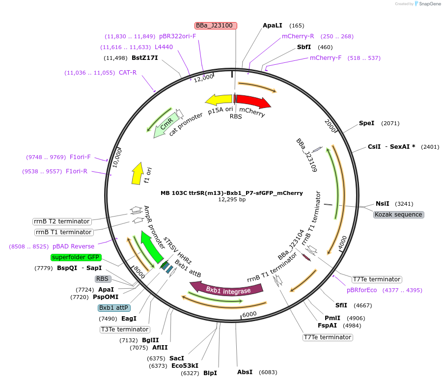 232475-plasmid-map-sequence-id-493218